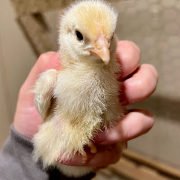 Meet your Posher, Kimberly - Picture 1 of 1